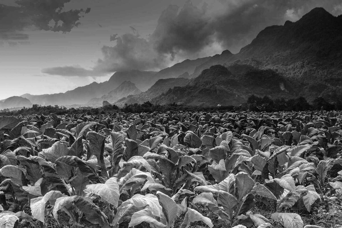 Tobacco Field